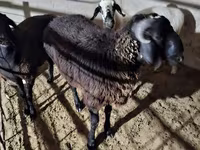Ovelhas (lote, sexo não especificado), Ovelhas — foto 8