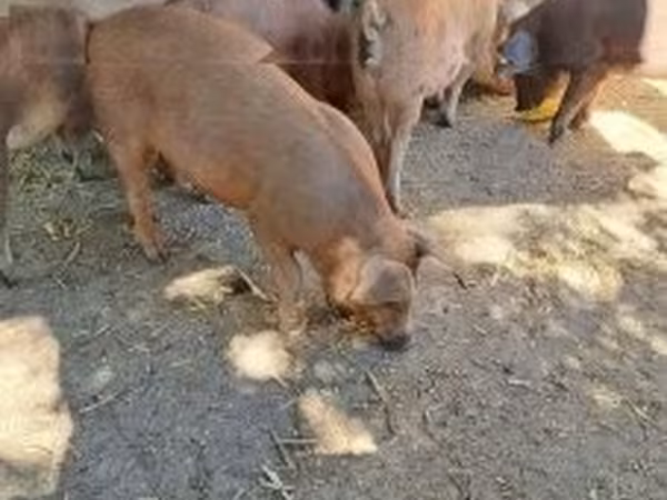 Porcs (lot, sexe non indiqué),  — Hongrie