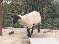 Kos, White Suffolk sheep — 1. fotó