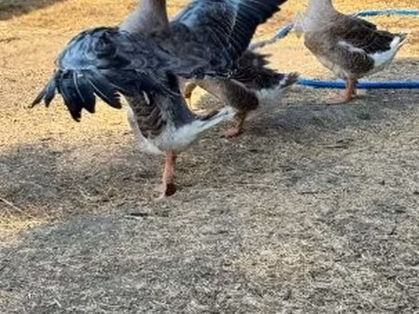 Geese — Maďarsko