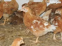 Chickens — photo 1