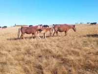 Madyan, Horse breed — foto 1