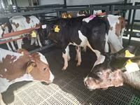 公牛, Russian Black pied cattle — 照片 3