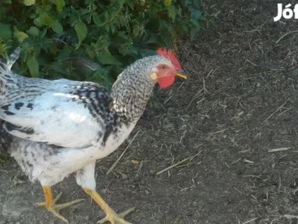 Chickens — Magyarország