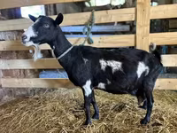 母山羊, Goats — 照片 2