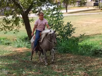 Caballo, Caballos — foto 5