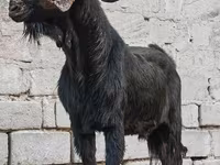 Bak, Anatolian Black goats — 3. fotó