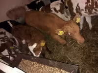 Bika, Simmental cattle — 2. fotó