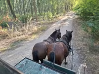 公马, Horses — 照片 6