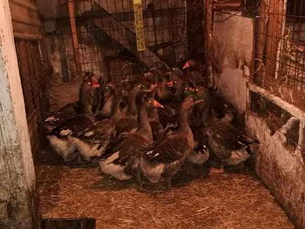 Geese — Hongrie
