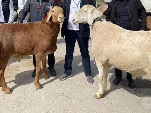 公羊, Sheep