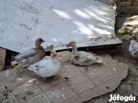 Ducks — फ़ोटो 3