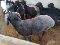 Bélier, Moutons — photo 3