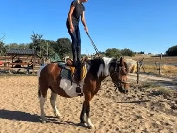 Jument, Pinto horses