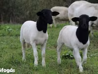 Sheep (batch, sex not specified), Dorper sheep — photo 4