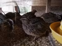 Quails — photo 8