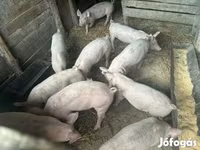 Pigs (batch, sex not specified), Pigs — photo 1