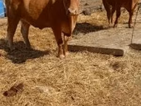 Cow, Limousin cow