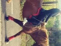 Cavalo, Cavalos — foto 3