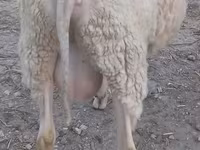 Baran, Owce — zdjęcie 2