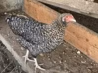 Chickens — फ़ोटो 2