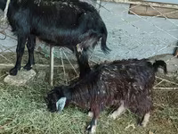 Cabra, Cabras — foto 4