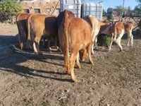 गाय, लिमोज़िन गाय — फ़ोटो 6
