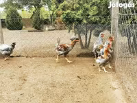Chickens — 照片 5