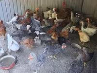 Chickens — 1-сурет