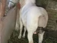 公马, Horses — 照片 2