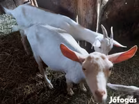 Cabras (lote, sexo no especificado), Cabras — foto 4