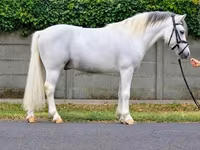 Caballo, Caballos — foto 2