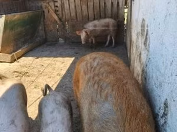 Kanec,  — Maďarsko