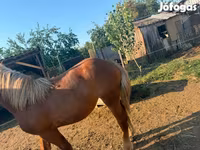 Yegua, Hungarian horse breed — foto 2