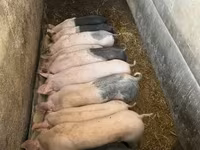 Pigs (batch, sex not specified), Pigs — photo 2