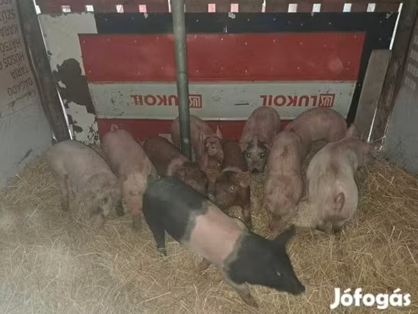 Boar, Pigs — Hungary