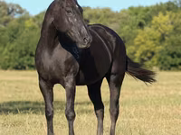 Kobyła, Quarter Horse — zdjęcie 4