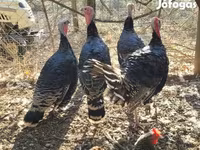 Turkeys — 4. fotó