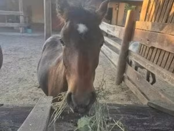 公马, Welsh Cob