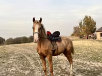Kůň, Koně — foto 4