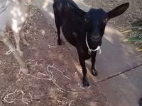 Goat, Goats — photo 6