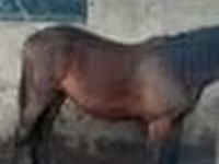 Cavalo, Cavalos — foto 5