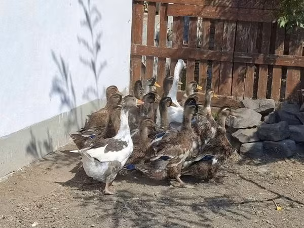 Ducks — Maďarsko