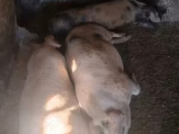Boar, Pigs — Hungary