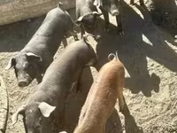 Pigs (batch, sex not specified), Мангалица — photo 4