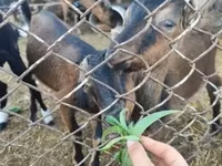 公山羊, Goats — 照片 1