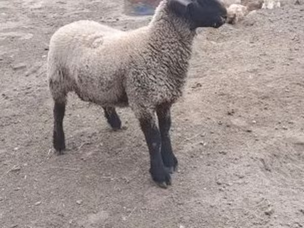 Kos, White Suffolk sheep — Magyarország