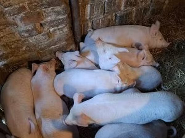 Pigs (batch, sex not specified), Pigs — Hungary