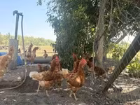 Chickens — 照片 3