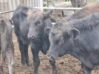 Bull, Aberdeen-Angus — photo 2